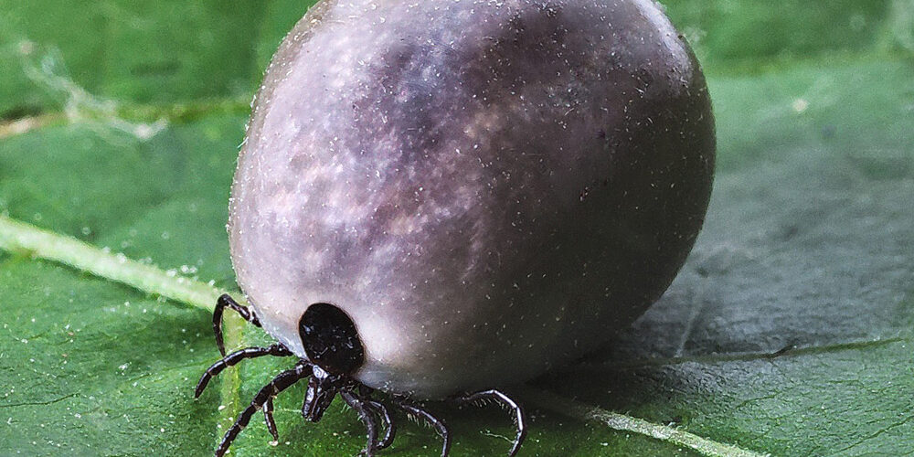 Naturalne preparatu w walce z kleszczami Naturalne preparatu w walce z kleszczami