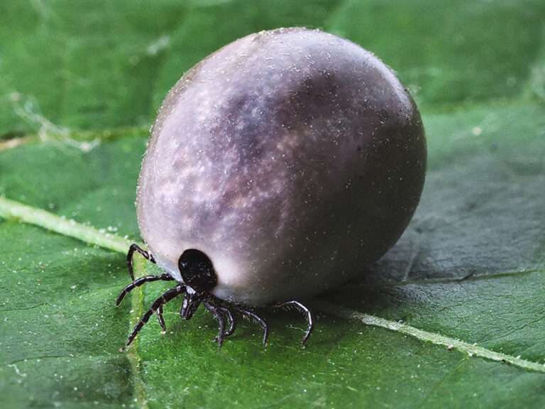 Naturalne preparatu w walce z kleszczami